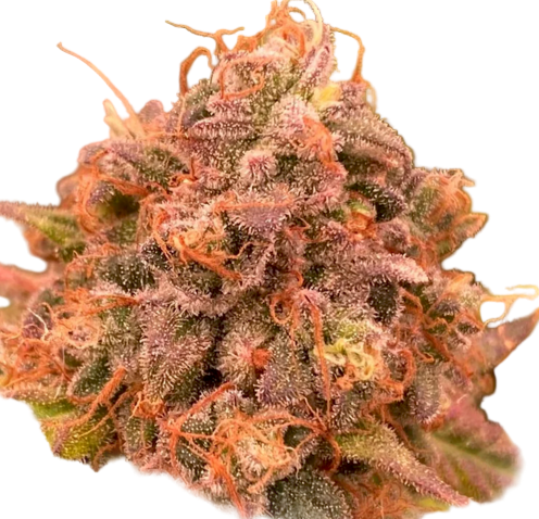 Orange and green Acai Berry Cannabis Flower in HPS lighting mature bud with Unique Color and Compact Dense Flower