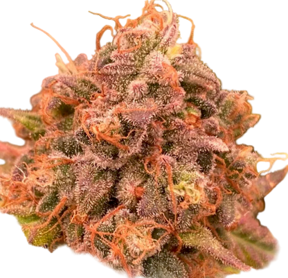 Orange and green Acai Berry Cannabis Flower in HPS lighting mature bud with Unique Color and Compact Dense Flower
