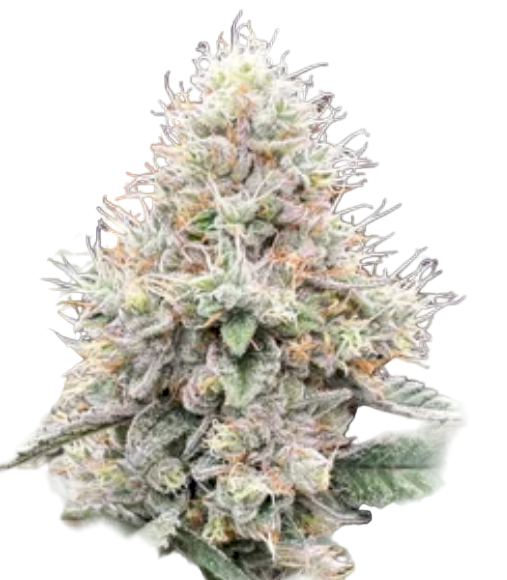 Close-up of a cannabis plant bud on a white background