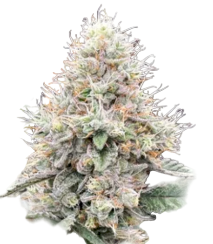 Close-up of a cannabis plant bud on a white background