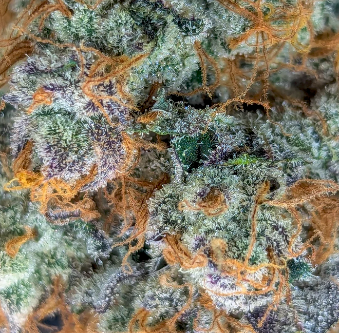 Close-up of a cannabis plant with trichomes and orange hairs. High Resolution Clear Photo Focusing on the Flowers Colors