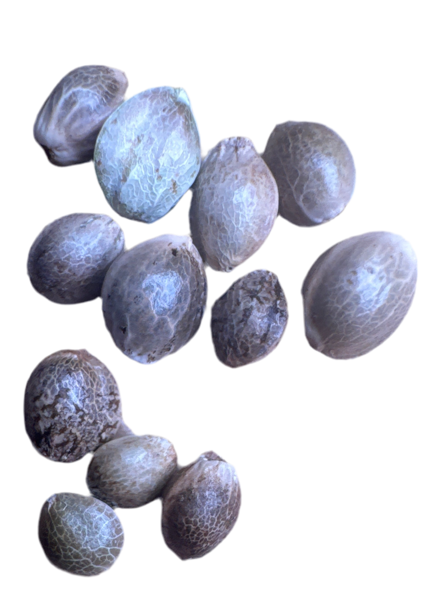 Group of blue-gray Colombian seeds on a white background