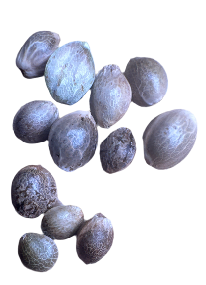 Group of blue-gray Colombian seeds on a white background