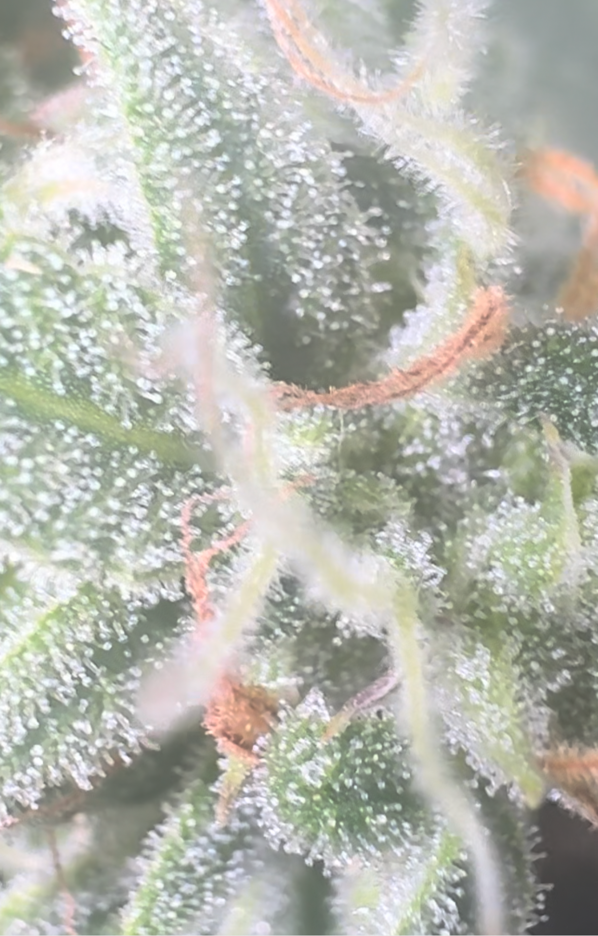 Close-up image of a cannabis plant showing leaves and trichomes.