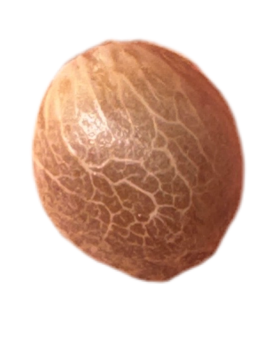 Close-up of a feminized cannabis seed on a white background