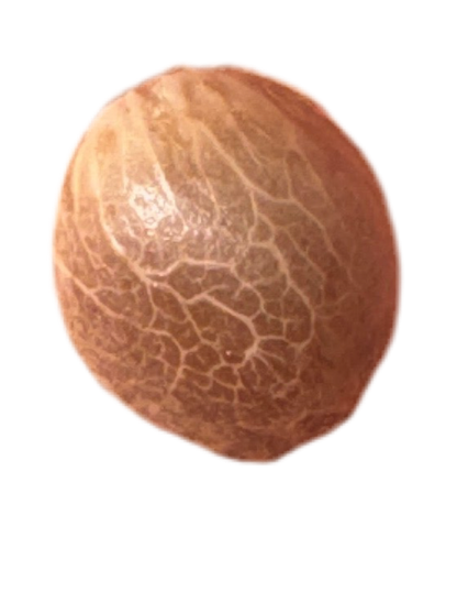 Close-up of a feminized cannabis seed on a white background