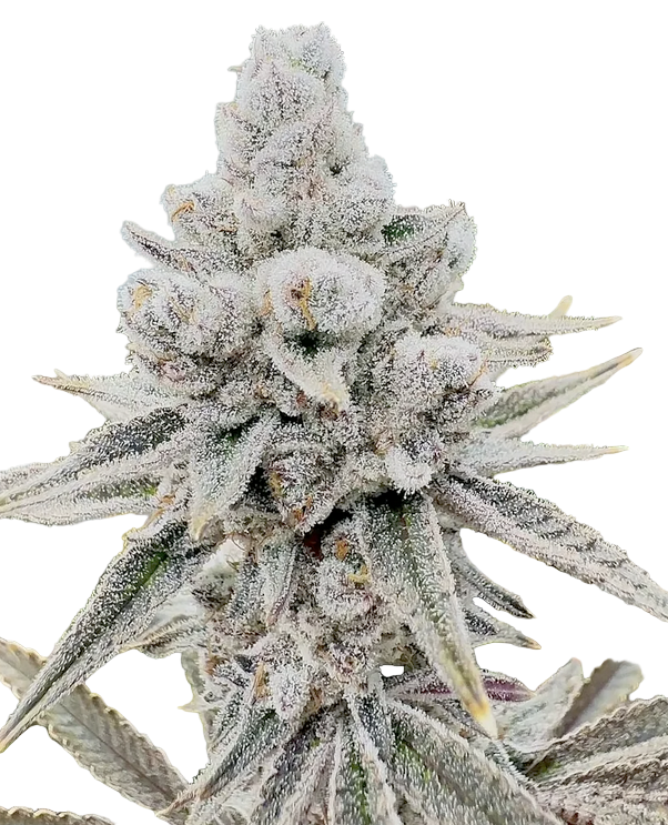 Close-up of a cannabis plant bud with frost on a white background