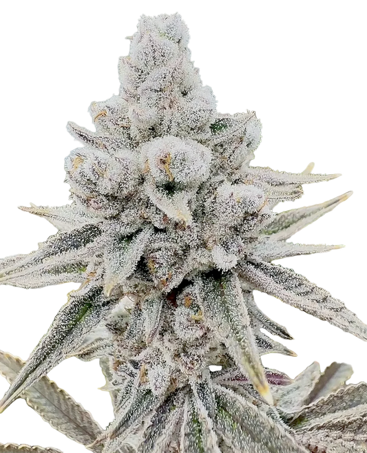 Close-up of a cannabis plant bud with frost on a white background