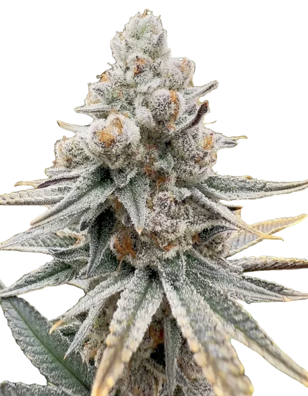 Close-up of a cannabis plant bud with a white background