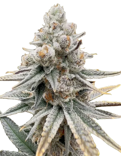 Close-up of a cannabis plant bud with a white background