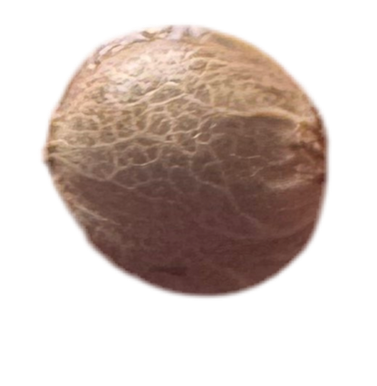 Gorilla Feminized Single Seed
