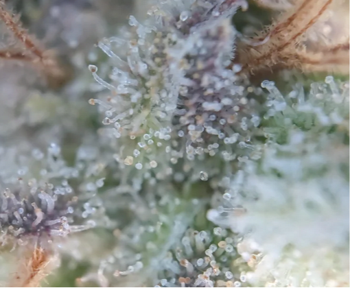 Close-up of cannabis buds with trichomes on a blurred background