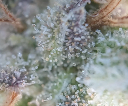 Close-up of cannabis buds with trichomes on a blurred background