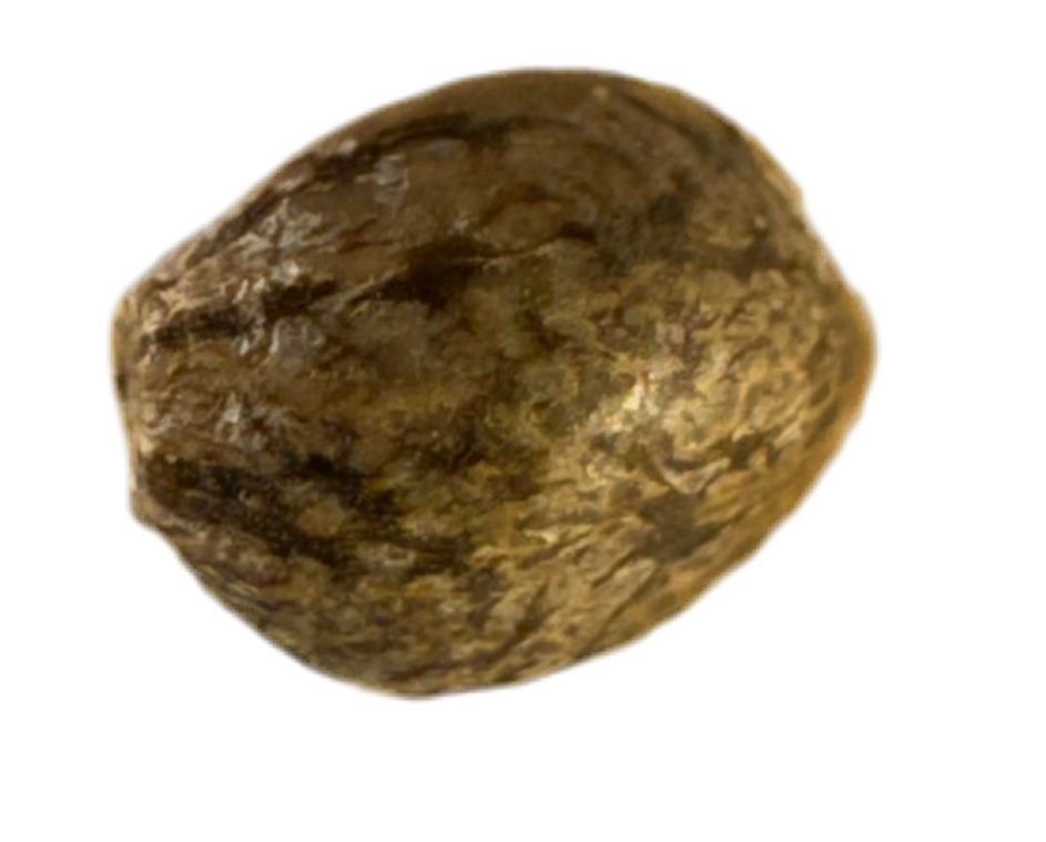 Close-up of a brown cannabis seed on a white background