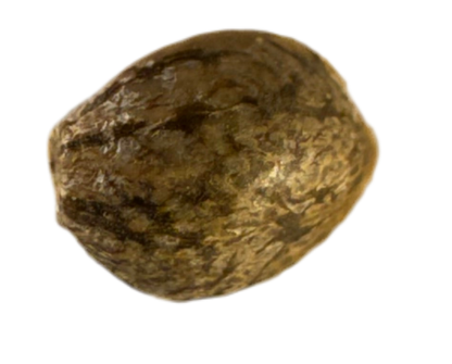 Close-up of a brown cannabis seed on a white background