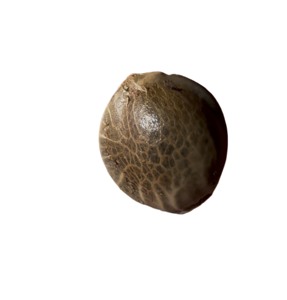 Small brown seed on a transparent background