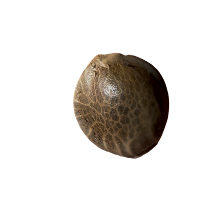 Small brown seed on a transparent background
