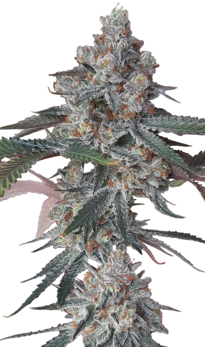 Close-up of a cannabis plant with a blurred background