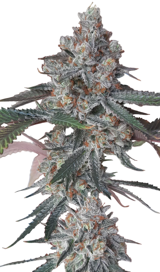 Close-up of a cannabis plant with a blurred background