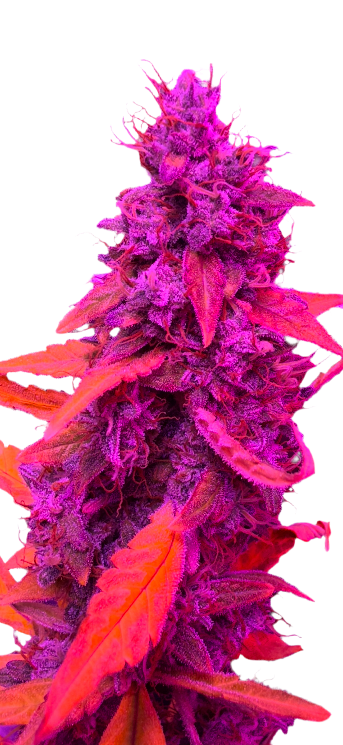 A vibrant image of a cannabis plant with pink and purple hues, depicting a healthy and lush foliage.