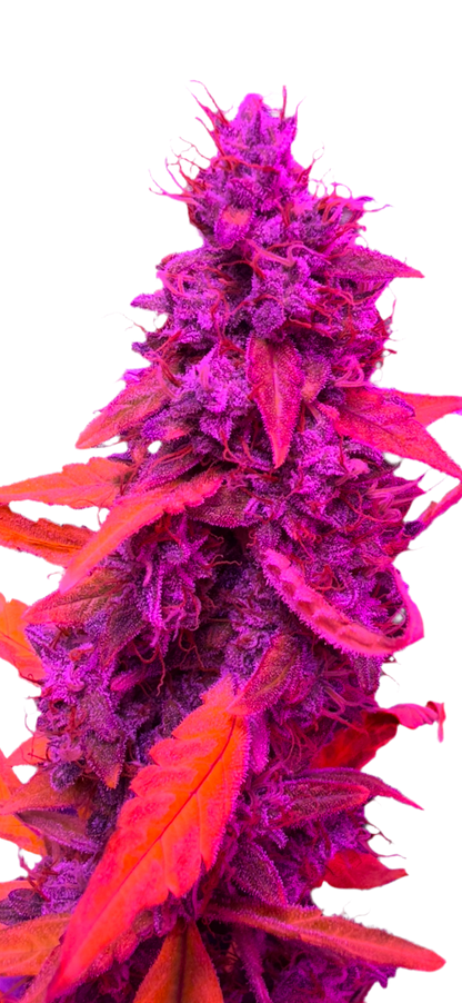 A vibrant image of a cannabis plant with pink and purple hues, depicting a healthy and lush foliage.