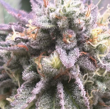 Close-up of a cannabis plant with purple and green hues