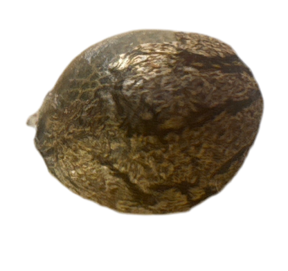 Close-up of a textured brown big melon feminized cannabis seed on a white background