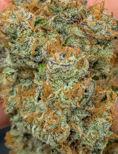 Close-up of a large cannabis bud with green and orange colors.