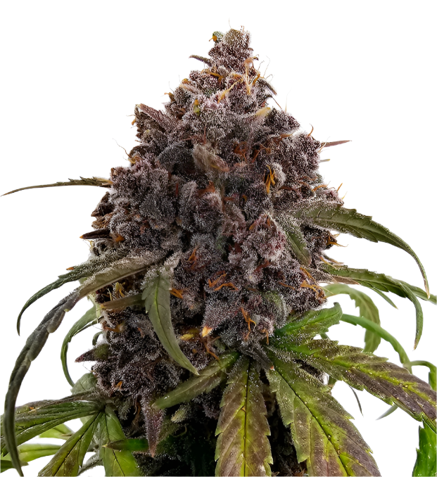 Close-up of a exotic looking cannabis plant with purple buds on a white background
