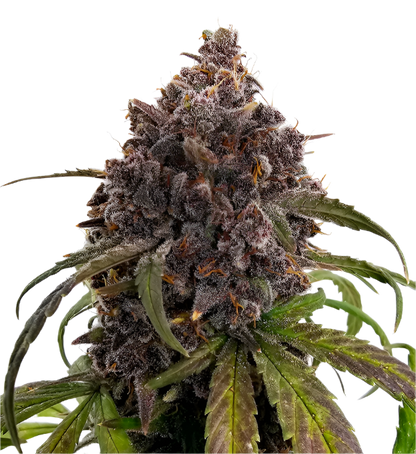Close-up of a exotic looking cannabis plant with purple buds on a white background