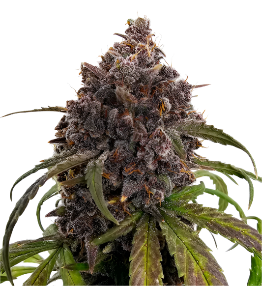 Close-up of a exotic looking cannabis plant with purple buds on a white background