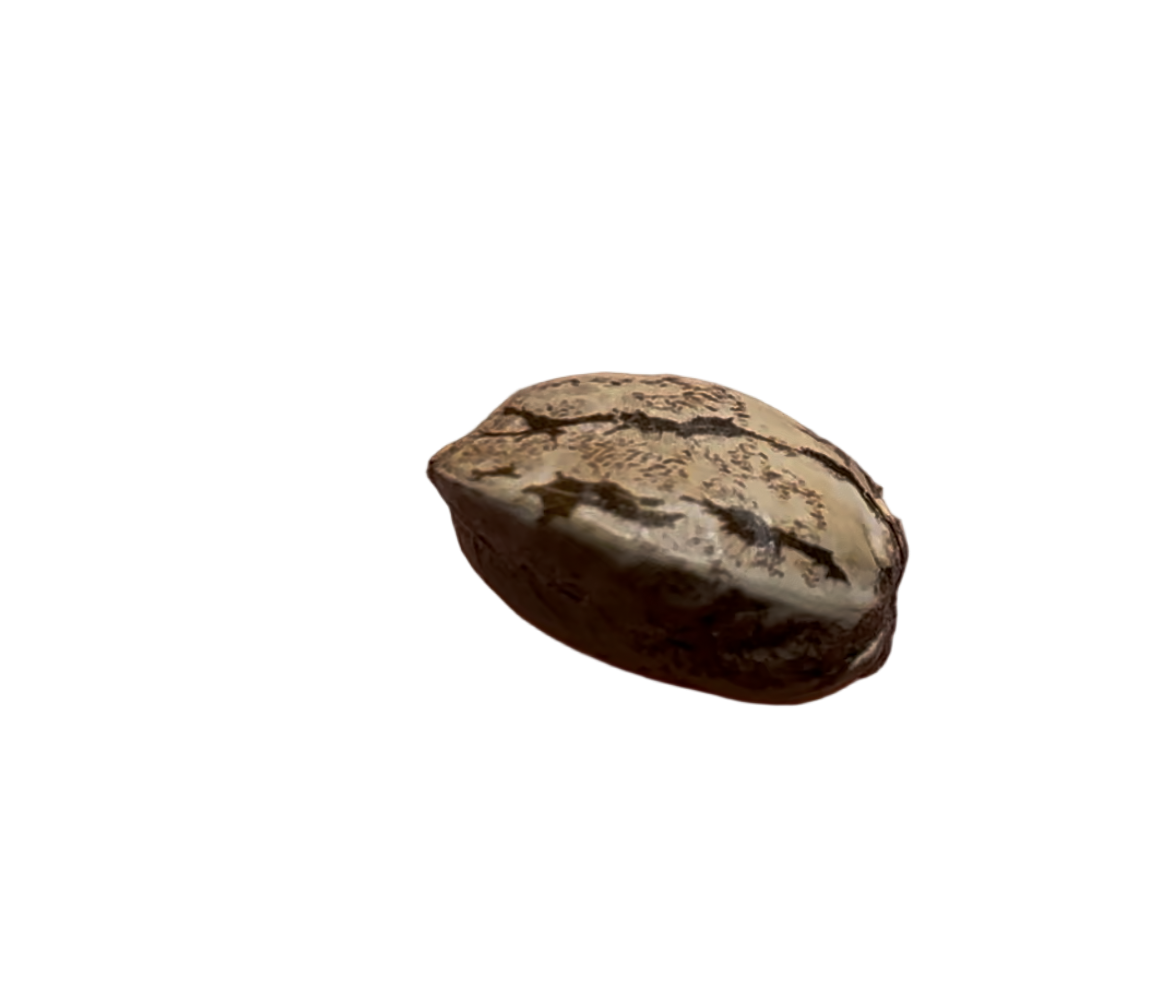 Single pecan nut colored cannabis seed on a white background