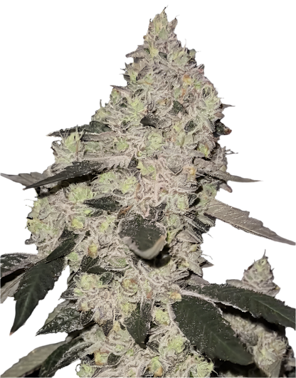 Close-up of a dense white bud on a cannabis plant with green and gray leaves on a white background