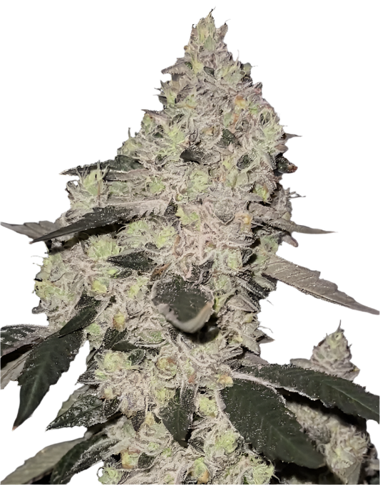 Close-up of a dense white bud on a cannabis plant with green and gray leaves on a white background