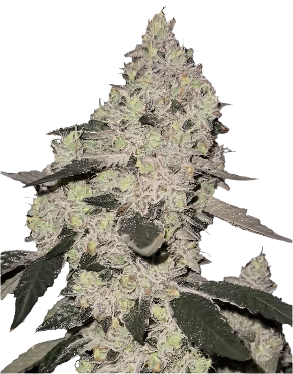 Close-up of a dense white bud on a cannabis plant with green and gray leaves on a white background