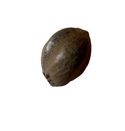 Brown cannabis seed pod on a white background
