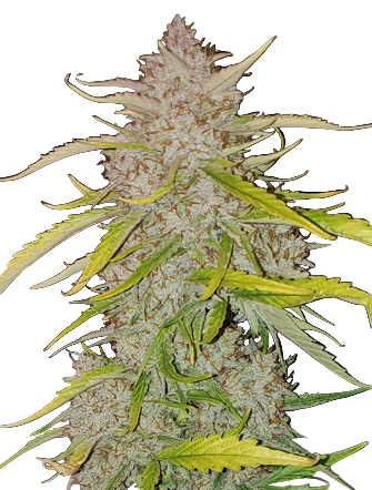 Close-up of a cannabis plant with green and yellow leaves on a white background