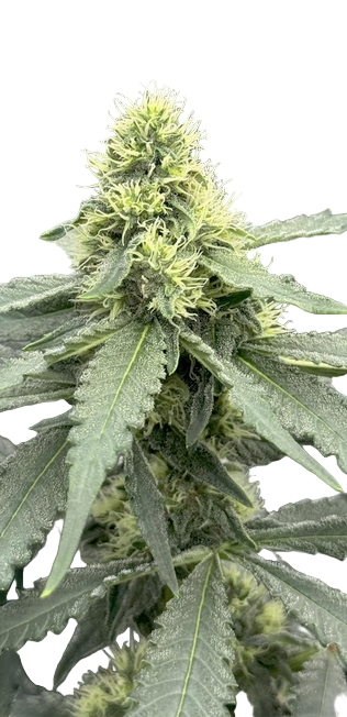 Close-up of a cannabis plant with green leaves and buds on a white background