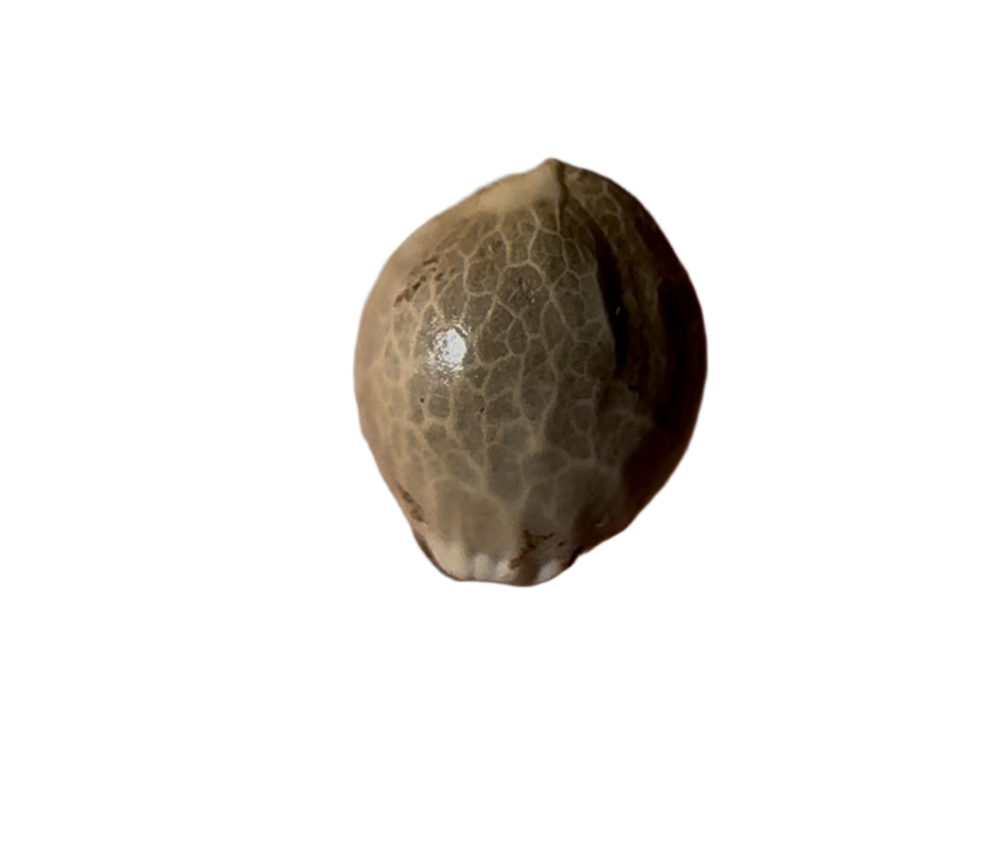 Small cannabis seed on a blank background