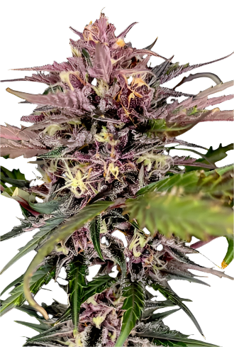 Close-up of a cannabis plant with purple and green leaves on a white background