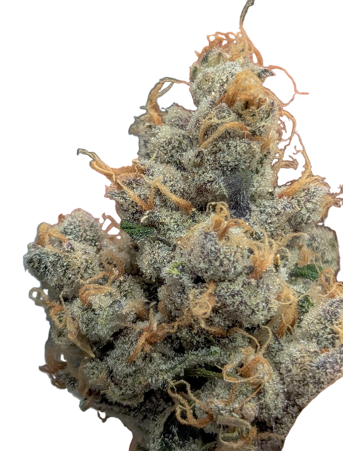 Close-up of an exotic potent cannabis bud with trichomes on a white background