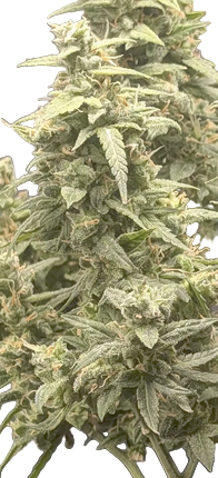 Close-up of a cannabis plant bud with green leaves on a white background