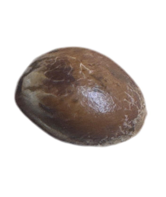 Brown cannabis seed with hues of tan
