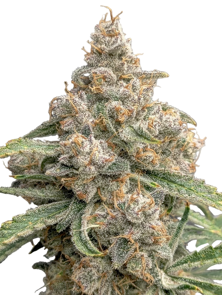 Close-up of a cannabis plant with a white background