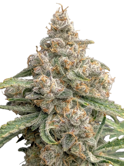 Close-up of a cannabis plant with a white background