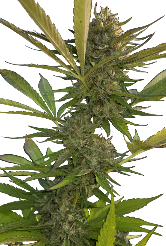 Close-up of a cannabis plant with green leaves and buds.