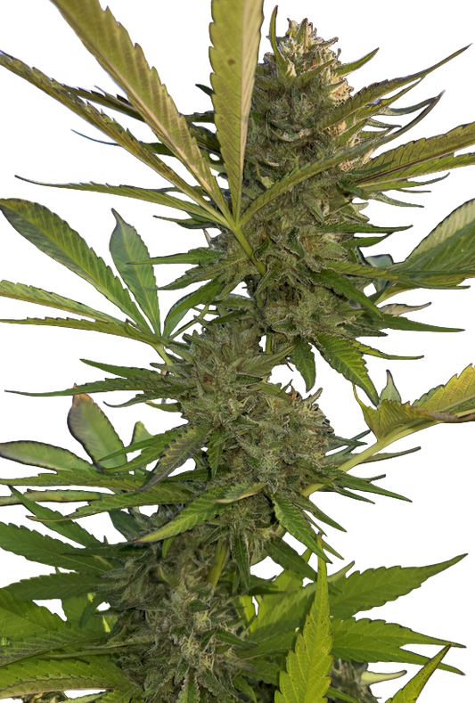 Close-up of a cannabis plant with green leaves and buds.