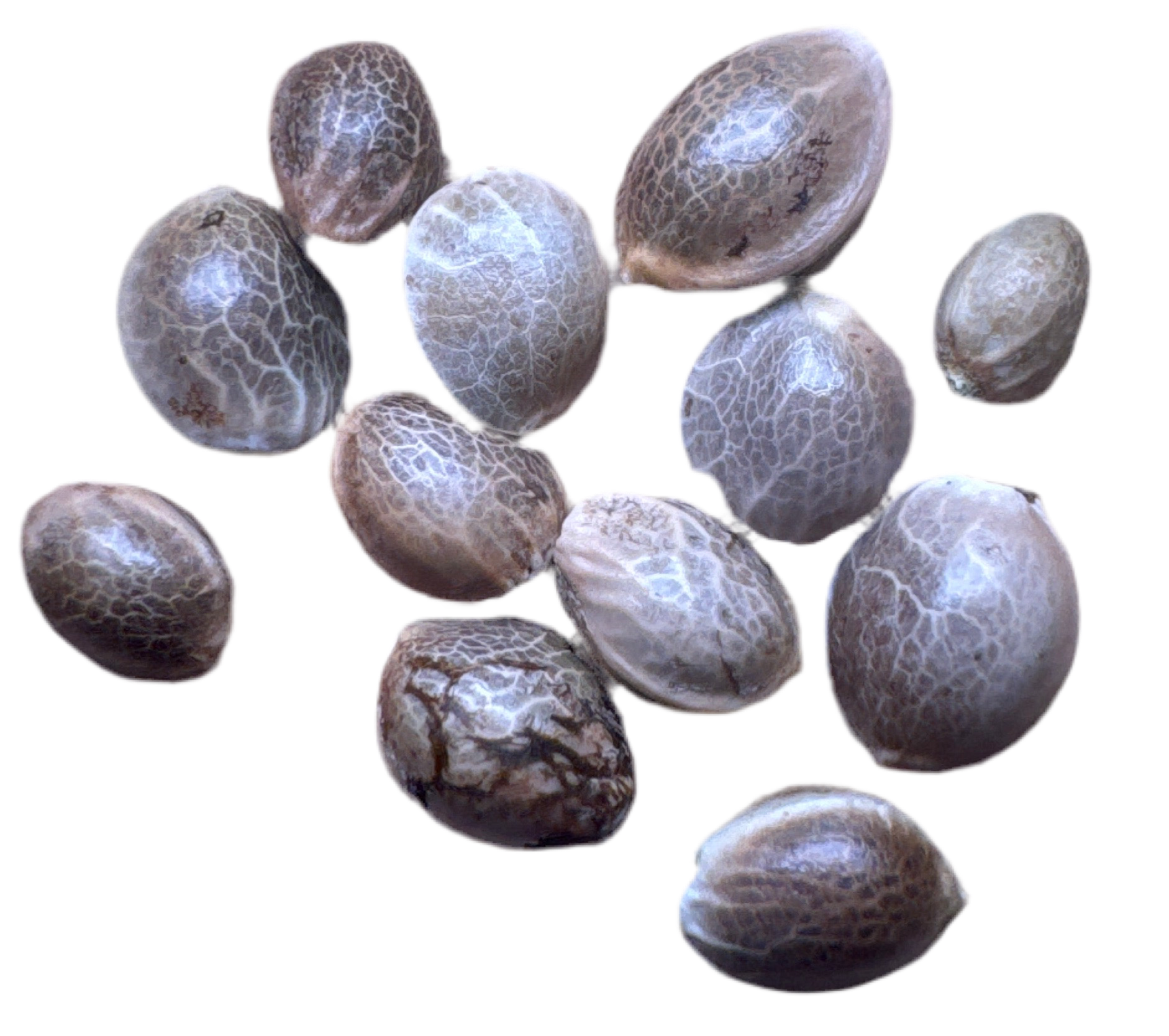 Collection of brown seeds on a white background