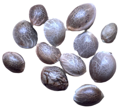 Collection of brown seeds on a white background