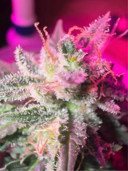 A close-up image of a cannabis plant with a pinkish hue, possibly due to lighting or the stage of growth.